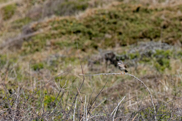Common Whitethroat (Sylvia communis) perched on a bramble near Kynance Cove