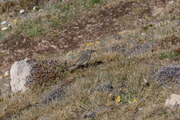 Rock Pipit (Anthus petrosus) catching flying insect in scrubland at Kynance Cove