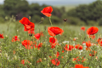 Fototapeta na wymiar Poppy Flowers in a Green Summer Meadow Background 