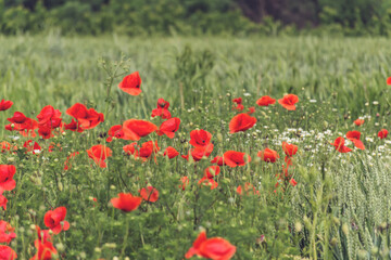 Poppy Flowers in a Green Summer Meadow Background 