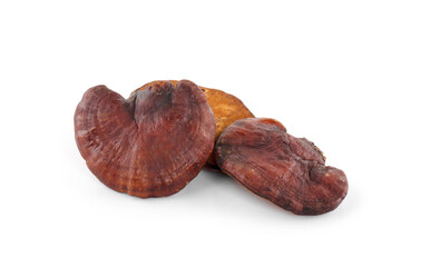 Ganoderma Lucidum Mushroom isolated on white background