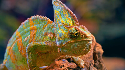 Colorful animals.The most beautiful colors of nature