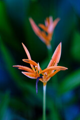 Fototapeta na wymiar orange flowers that grow and beautify the backyard of the house.