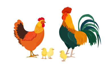 Rooster with hen and three chicks. Poultry farm characters. Vector illustration on white background