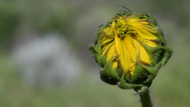 Bugs on plower
