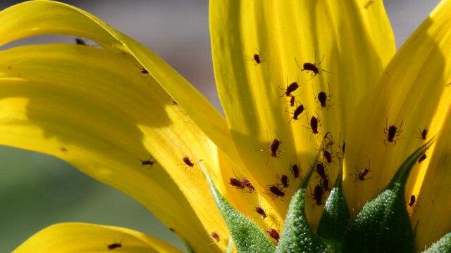 Bugs on plower