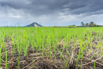 Paddy field with sky and clouds