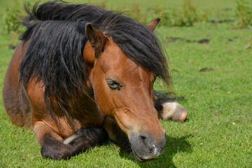 Naklejka na ściany i meble Overweight sleeping pony in a field in the summer. 