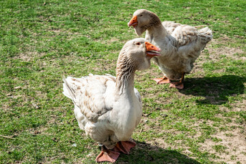 Two large gray geese of the Toulouse breed close-up, selective focus. Rural summer landscape with poultry geese.