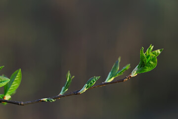 branches of young green leaves and buds, seasonal background, april march landscape in the forest