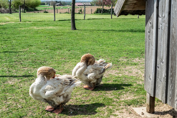 Rural summer landscape with poultry geese, selective focus. Geese clean plumage on the green lawn. Two large gray geese of the Toulouse breed close-up.