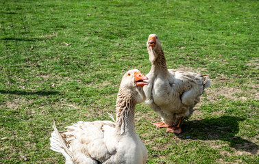 Geese close-up on a green lawn, selective focus. Two large gray geese of the Toulouse breed close-up. 