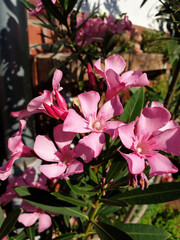 Rosa Blüten des Oleander Nerium oleander auch Rosenlorbeer 