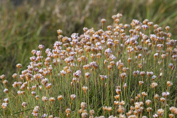 Closeup shot of beautiful aster wildflowers in a fie