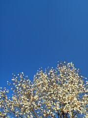 満開の辛夷の花と青空
