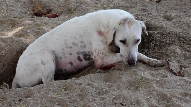 An adorable pregnant street dog lying on the sands and heavily breathing in 4K