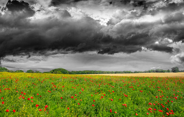 poppies on a field