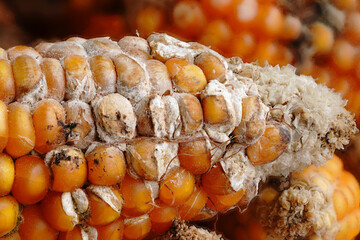 Corn damaged by white fungus,close up.