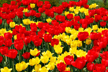 Field with beautiful red and yellow tulip flowers