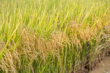 rice field