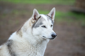 Siberian husky on a background of forest and grass. Friendship forever. 