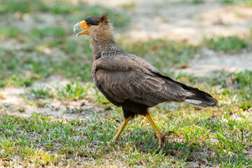 The crested caracara (Caracara plancus)