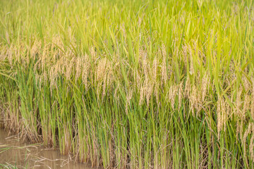 Paddy field in the summer