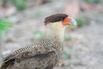 The crested caracara (Caracara plancus)