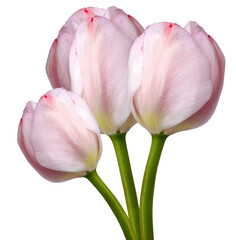 Pink tulips flowers  on white isolated background with clipping path. Closeup. For design. Nature.