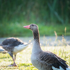 Goose anser looking alert zu protect his offspring