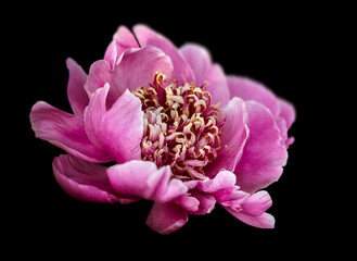 Floral background. Peony flower isolated on black