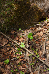 Sticks and leaves