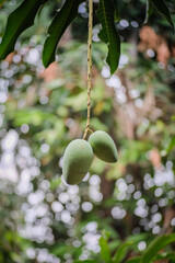 Green mangos growing on tree