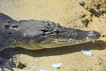 crocodile in the water in Australia