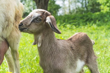 Close-up portrait of a baby goat female cappuccino color.