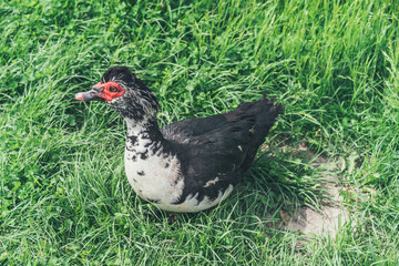 A muscovy duck Cairina moschata male outside on the grass.