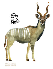 Watercolor illustration of African animals. Big Kudu. Antelope.