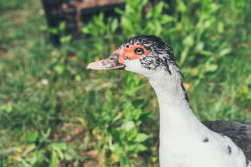 A muscovy duck Cairina moschata female walking outside on the grass.