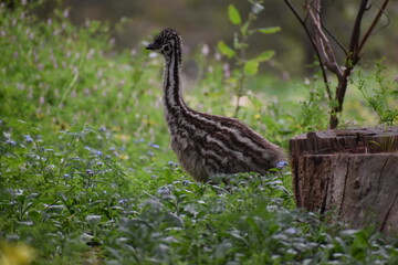 Baby Emu Chick in Australia