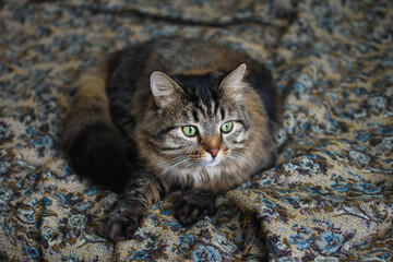 cute fluffy grey cat with green eyes. Pet cat on the couch. beautiful cat. The look of an animal. calm cat. well-groomed pet. Pet is lying down.Four-legged friend.