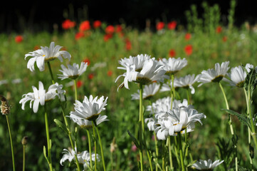 Die weiße Margarite und der rote Mohn: Blumen blühen auf einer Sommerwiese. 