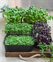 Different types of micro greens in containers. Seed germination at home. Vegan and healthy eating concept. Organic raw microgreens.