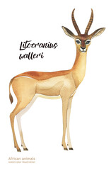 Watercolor illustration of African animals. Gerenuk (or Waller's gazelle) (Litocranius walleri)