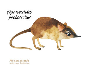 Elephant shrew - Macroscelides proboscideus - isolated on watercolor illustration.