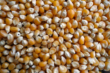 Corn seeds close-up.