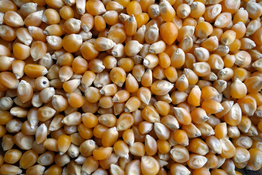 Corn seeds close-up.