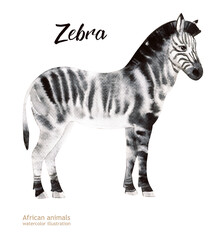 Hand-painted realistic African illustration animals isolated on white background. Zebra