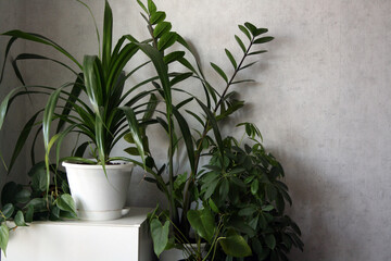 Houseplants in pots against a white wall. Zamioculcas, sheflera, pandanus.