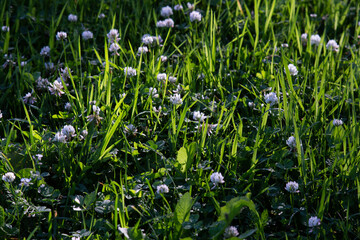 Lawn in the yard with small white flowers. The lawn is illuminated by the evening sun.