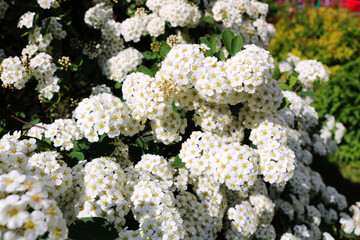 Beautiful close up photo of pyracantha blossoming flowers